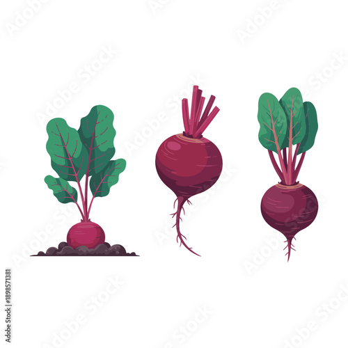 beetroot on the white background