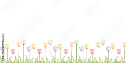 Watercolor spring tulips border with pastel flowers and green leaves on transparent background, perfect for spring cards, invitations, banners and seasonal designs