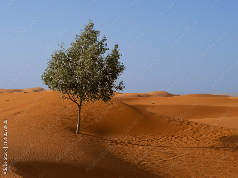 Fototapeta premium Solitary Tree Growing on Sand Dune in Moroccan Sahara Desert