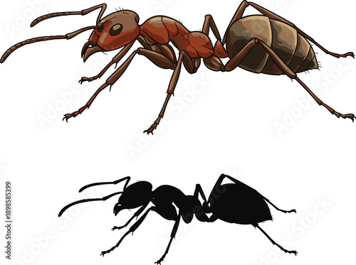 Detailed ant insect illustration with silhouette, realistic anatomy comparison, black and colored vector art isolated on white background