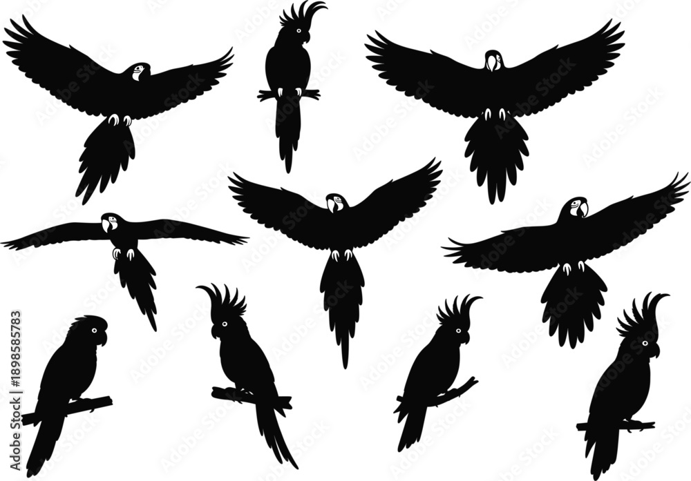 Obraz premium Set of flying and perched parrot silhouettes with spread wings isolated on white background vector illustration