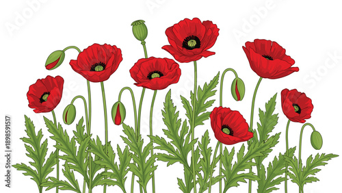 Vibrant red poppy flowers with green stems and buds are arranged in a horizontal composition, creating a beautiful floral garden illustration.