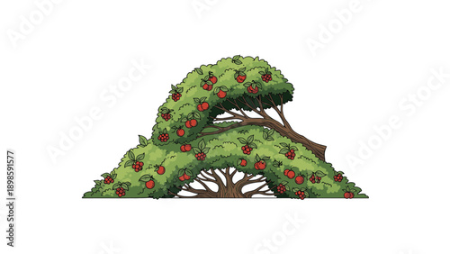 Large bushy tree heavily laden with ripe red berries or fruits grows in a horizontal shape, featuring lush green leaves and sturdy branches.