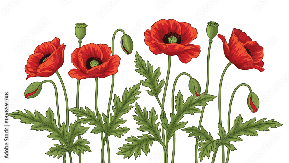 Fototapeta premium Beautiful arrangement of red poppies with green leaves and buds, depicted in a detailed botanical illustration style on a white background.