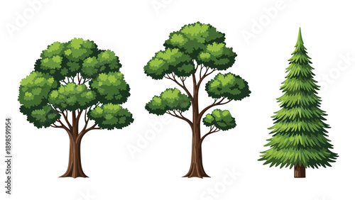 Set of three distinct trees including two deciduous leaf trees and one evergreen pine tree isolated on a plain white background.