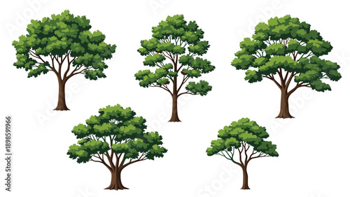 Collection of five different types of deciduous trees with lush green foliage and brown trunks isolated on a white background.