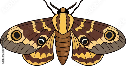 vector illustration of a moth