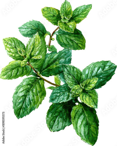 Fresh sprig of aromatic mint leaves growing on a green stem isolated on transparent background