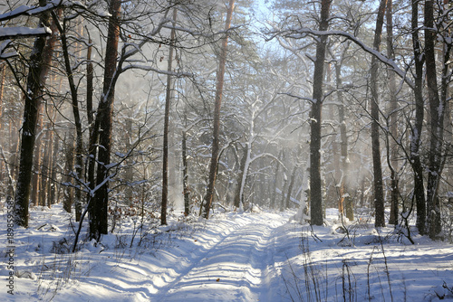 winter road in forest