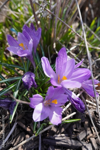 Fotografie purple crocus blooming in spring