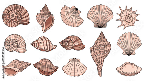 Detailed collection of diverse seashell types in soft pink and brown tones showing beautiful natural textures and spiral shapes.