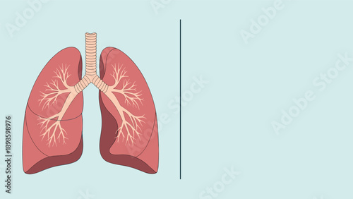 Detailed medical illustration of human lungs on a light blue background showing the bronchial structure and respiratory system.