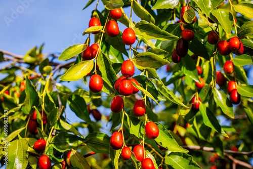 Chinese Dates Hanging From Branches in a Sunny Garden, Showcasing Vibrant Red Fruit Against Lush Green Leaves