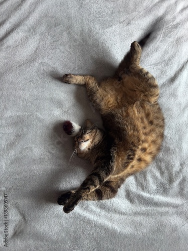 A tabby cat lies on its back in a relaxed pose on a light, textured surface. Its natural suppleness, half-open eyes, and outstretched paws create an atmosphere of comfort, calm, and homeliness.