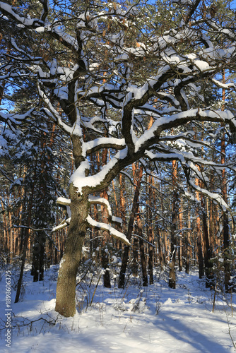 oak tree in winter forest