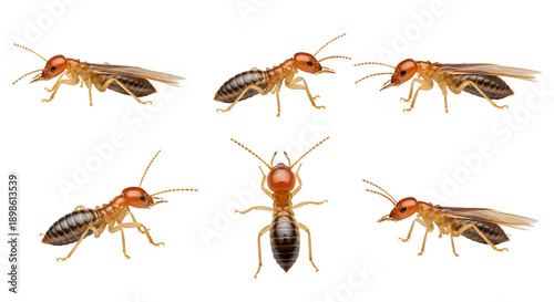 Multiple angles of subterranean termites, destructive household pests, showcasing their anatomy on a white background.