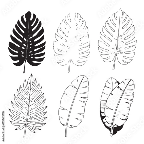 Monstera Leaves Illustrations