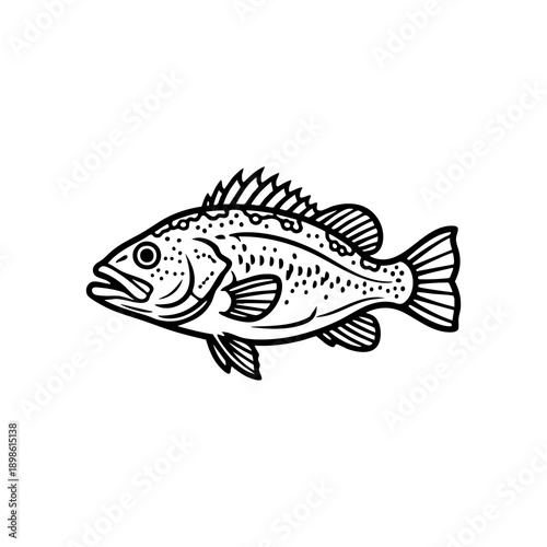 calico bass fish bold outline illustration