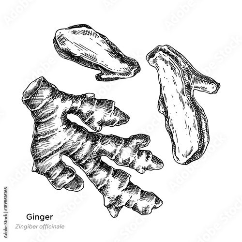 Ginger root hand drawn vector illustration. Dried root sketch. Medicinal plant sketch for herbal medicine and natural products. Not AI generated.
