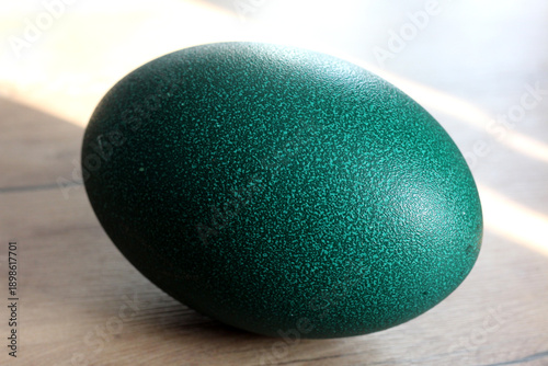 Tableau sur toile Large emu egg with a unique dark green textured shell