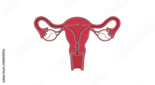 Anatomical illustration of a female reproductive system