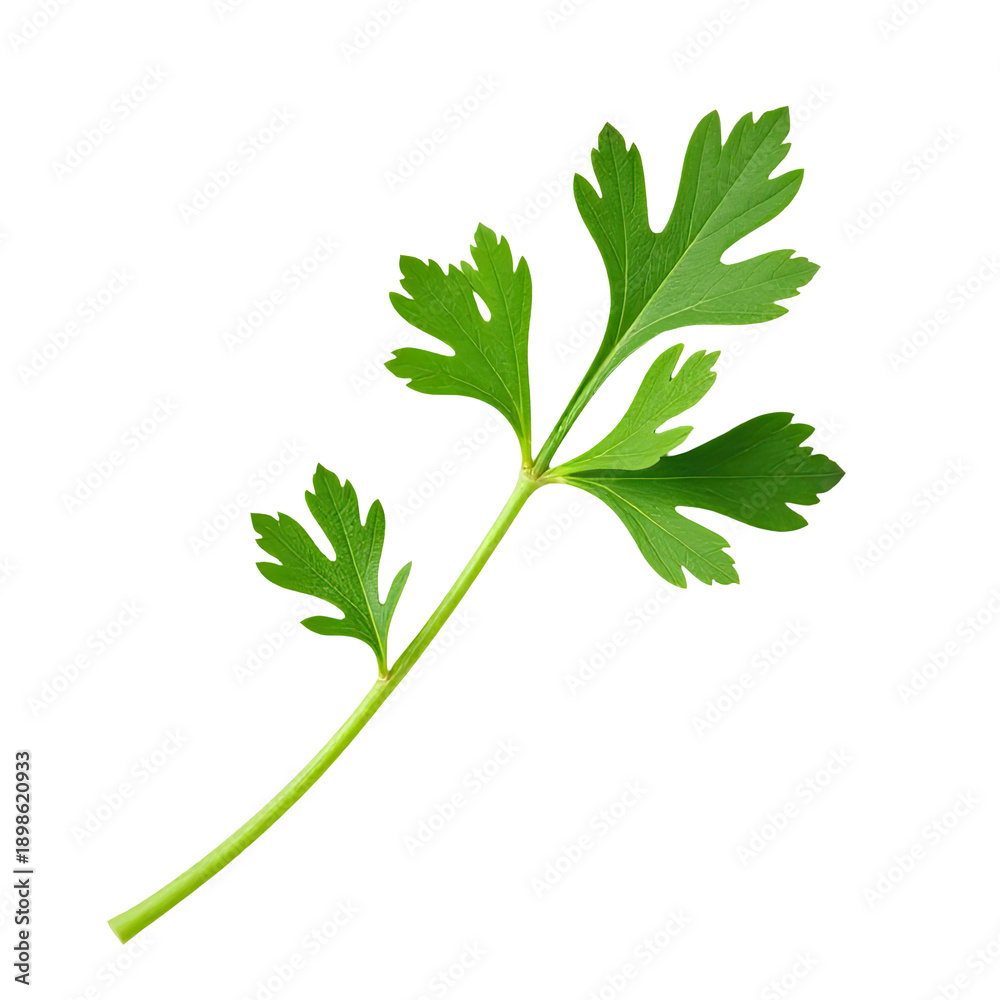 Naklejka premium A single sprig of fresh parsley set against a clean white background, ideal for food or wellness-related uses