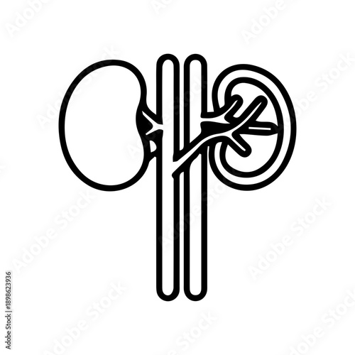 Human Kidney Anatomy Icon