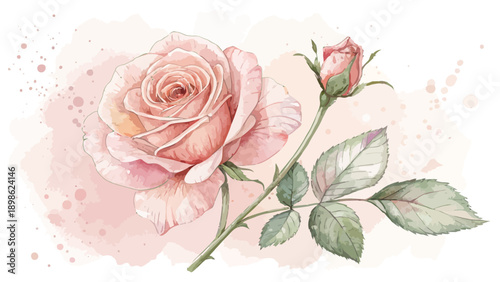 Blush rose with loose petals and soft watercolor background delicate floral illustration