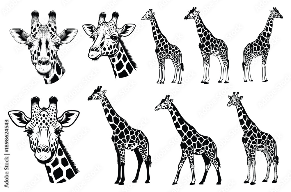 Obraz premium Giraffe Sketch Collection Line Art Vector Illustration Set for Wildlife Nature Sticker Tshirt Print and Creative Design