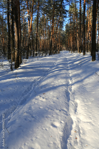 pathway in winter forest