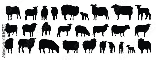 sheep silhouette set. sheep and lamb isolated farm animal silhouette icon vector collection