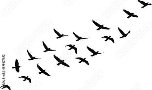 Black silhouettes of a large flock of birds flying in formation against a white background isolated vector illustration for migration and freedom concepts