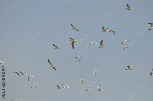 The beautiful bird Larus ridibundus (Black-headed Gull) in the natural environment
