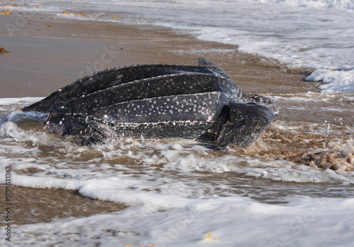 Leatherback turtle entering Atlantic Ocean along Florida Coast