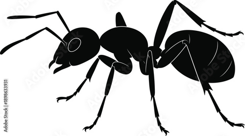 Detailed black silhouette of an ant with visible legs antennae and segmented body insect arthropod