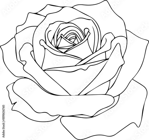Minimalist Rose Flower Head Outline Drawing, Simple Black and White Floral Line Art for Minimal Design