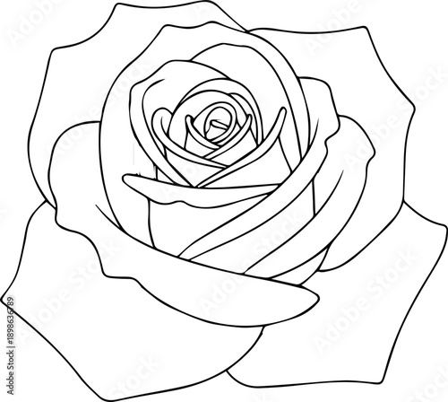 Detailed Rose Flower Head Sketch, Intricate Black and White Botanical Line Art Illustration