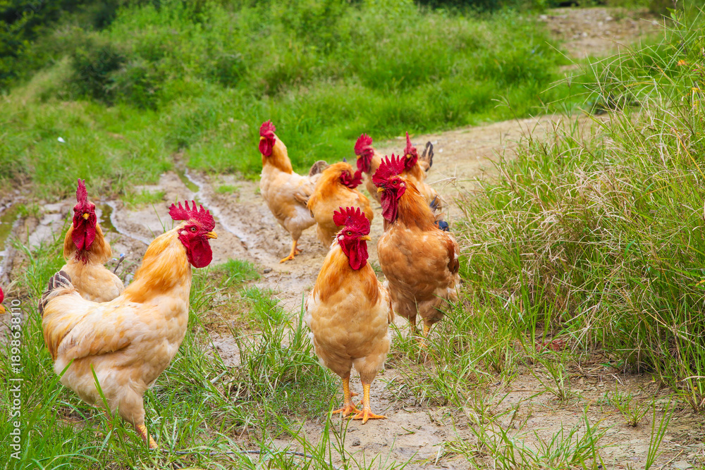 Fototapeta premium Free-Range Chickens on Farm Road in Rural Countryside