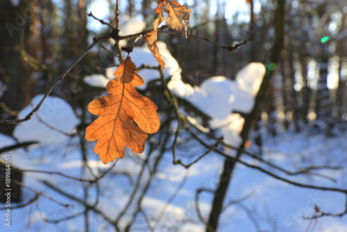 dry oak leaf in winter forest
