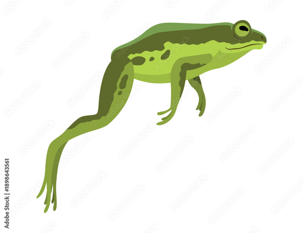 Fototapeta premium Frog jumping animation icon. Sequences or footage for motion design. Cartoon toad jumping, animal movement concept. Frog leap sequence, vector illustration