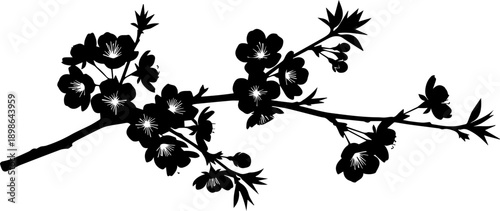 Elegant cherry blossom branch silhouette, perfect for spring designs, wedding invitations, or delicate botanical illustrations. Timeless floral beauty!