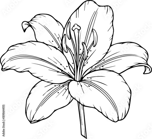 Elegant sketch of a blooming lily flower showcasing delicate petals and intricate stamen, perfect for artistic projects and natural themes.