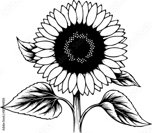 Elegant line art sunflower illustration brings natural beauty and vibrant summer vibes to any creative project, perfect for designs seeking organic charm.
