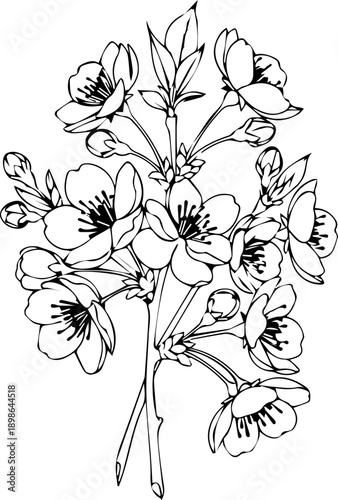 Delicate blooming cherry blossom branch, hand-drawn botanical art capturing spring's ephemeral beauty and natural elegance for your designs.