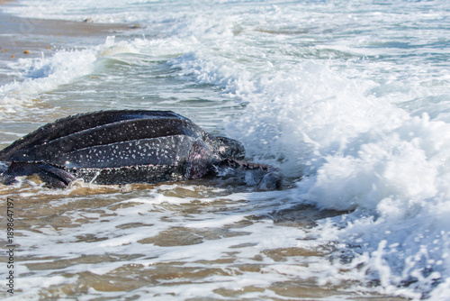 Leatherback turtle returning to Atlantic Ocean after laying eggs