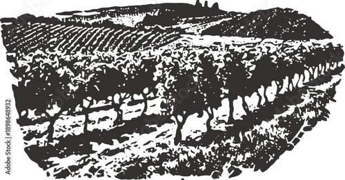 black and white illustration of vineyard rows with grapevines on hillside terrain