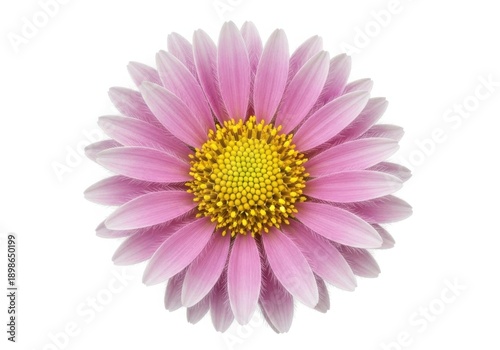 Beautiful pink flower with yellow center on white background