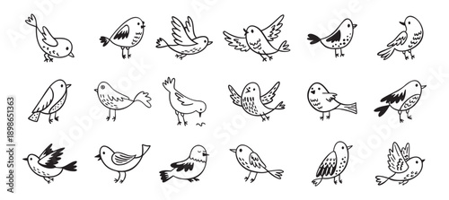 Bird doodle set. Birds hand drawn collection. Cute hand drawn bird doodles. Black on white drawing