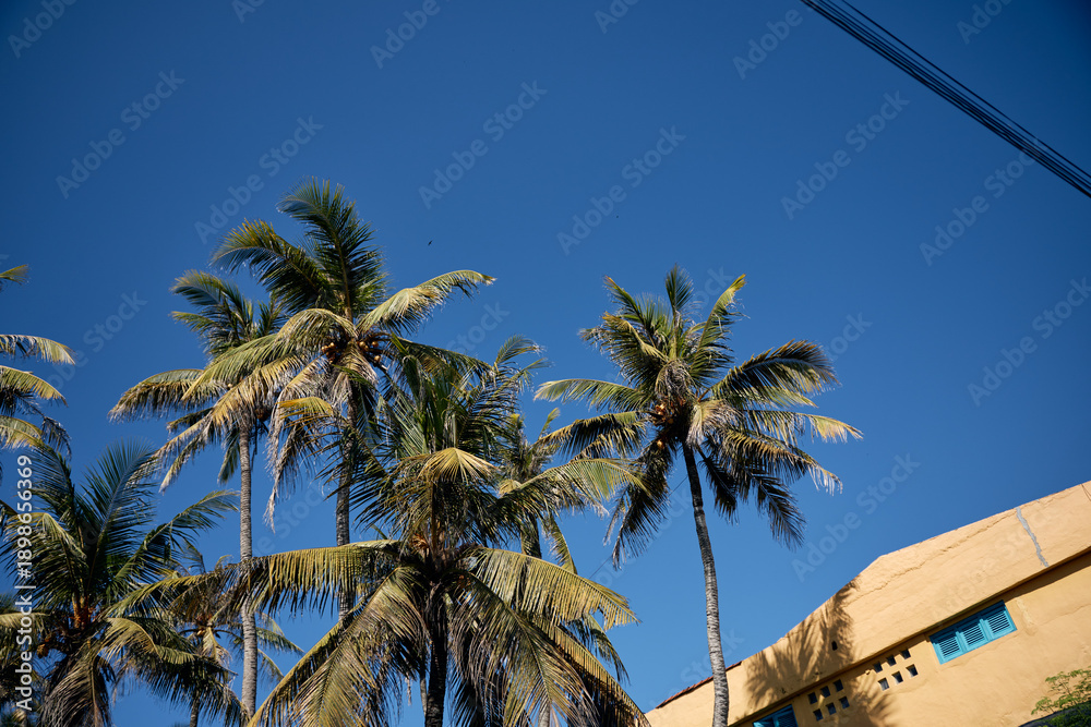 Fototapeta premium palm tree and blue sky