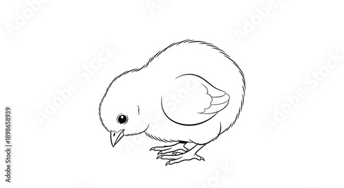 Minimalist black and white line drawing of a small baby chick looking down at the ground on a plain white background for design.